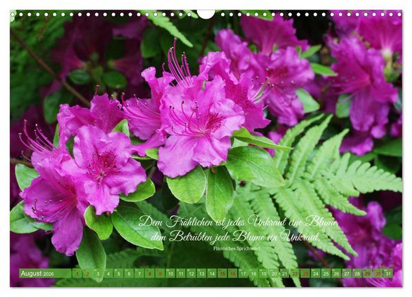 Produktbild: Rhododendren und Poesie (Wandkalender 2026 DIN A3 quer), CALVENDO Monatskalender