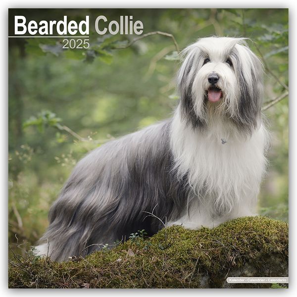 Bearded Collie 2025 - 16-Monatskalender