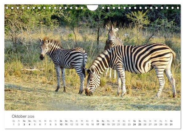 Produktbild: Afrika - Tiere im Kr&uuml;ger Nationalpark (Wandkalender 2026 DIN A4 quer), CALVENDO Monatskalender