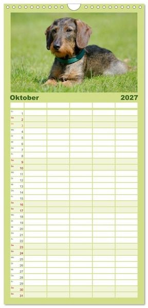Produktbild: Familienplaner 2027 - Liebenswerte Rabauken - Rauhaardackel mit 5 Spalten (Wandkalender, 21 x 45 cm) CALVENDO