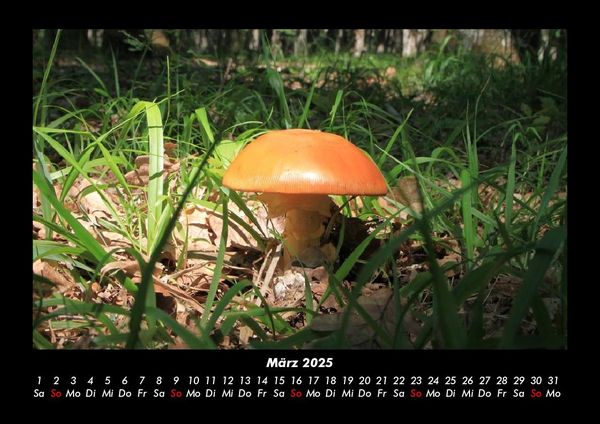 Produktbild: Pilzkalender 2025 Fotokalender DIN A3
