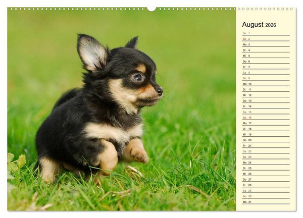 Produktbild: Chihuahua - Kleine Hunde ganz gro&szlig; (hochwertiger Premium Wandkalender 2026 DIN A2 quer), Kunstdruck in Hochglanz