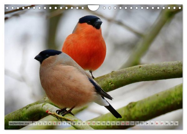 Produktbild: Jolis oiseaux de jardin (Calendrier mural 2026 DIN A4 vertical), CALVENDO calendrier mensuel