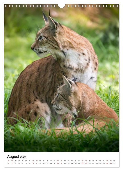 Produktbild: Der eurasische Luchs (Wandkalender 2026 DIN A3 hoch), CALVENDO Monatskalender