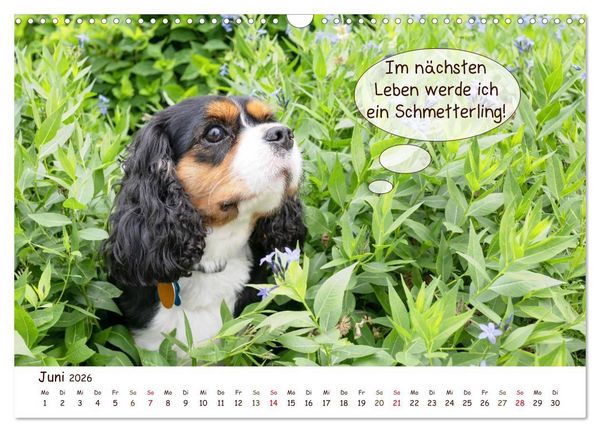 Produktbild: Frei Schnauze 2026. Was Hunde am liebsten sagen w&uuml;rden (Wandkalender 2026 DIN A3 quer), CALVENDO Monatskalender