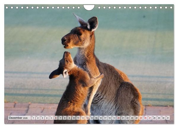 Produktbild: Australien - "Nur wo Du zu Fu&szlig; warst, bist Du wirklich gewesen" (Wandkalender 2026 DIN A4 quer), CALVENDO Monatskalender