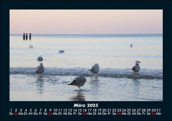 Produktbild: M&ouml;wen 2025 Fotokalender DIN A5