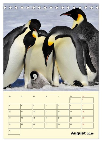 Produktbild: Pinguine. Wackeln im Thermo-Frack (Tischkalender 2026 DIN A5 hoch), CALVENDO Monatskalender