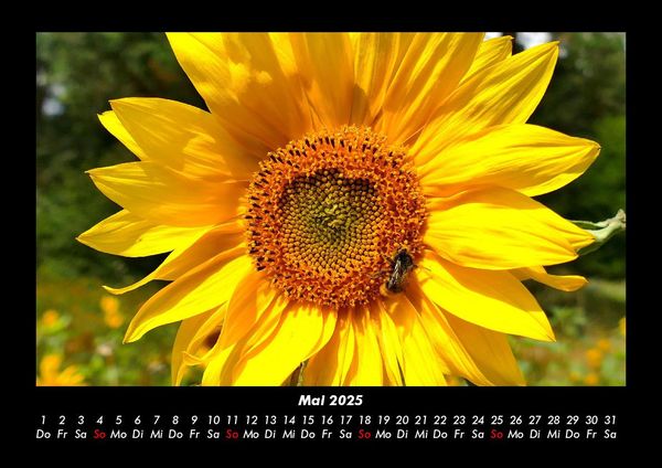Produktbild: Bienen 2025 Fotokalender DIN A3