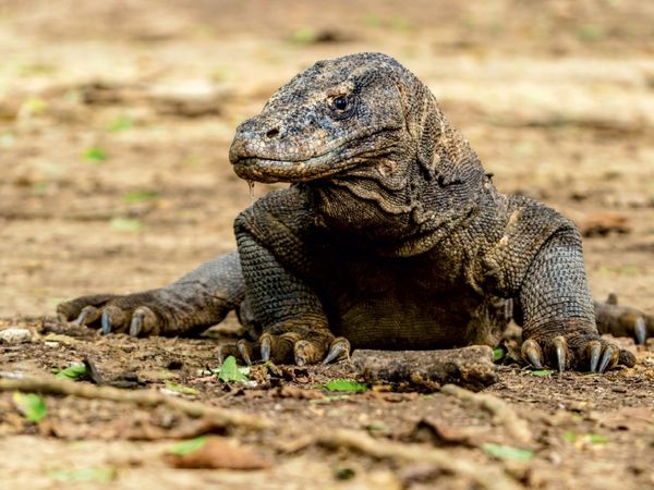Produktbild: CALVENDO Puzzle Komodowaran - Varanus komodoensis - in Indonesien | 1000 Teile Lege-Gr&ouml;&szlig;e 64x48cm Foto-Puzzle f&uuml;r gl&uuml;ckliche Stunden