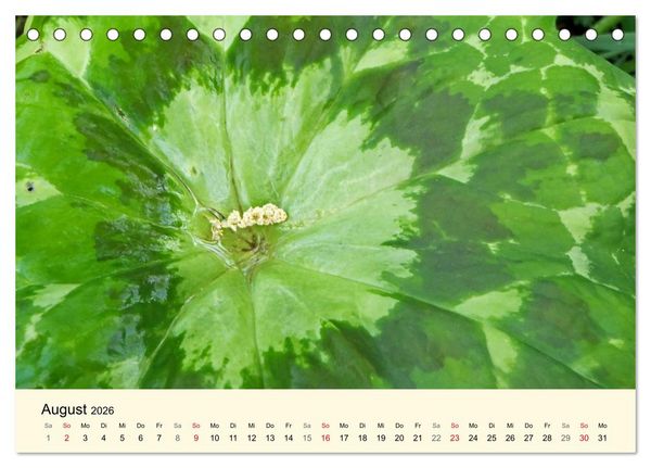 Produktbild: Kraftquelle Gr&uuml;n (Tischkalender 2026 DIN A5 quer), CALVENDO Monatskalender
