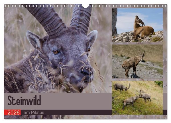 Produktbild: Steinwild am Pilatus (Wandkalender 2026 DIN A3 quer), CALVENDO Monatskalender