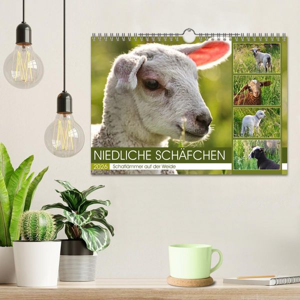 Produktbild: Niedliche Sch&auml;fchen (Wandkalender 2026 DIN A4 quer), CALVENDO Monatskalender