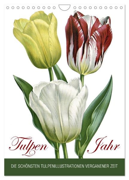 Produktbild: Tulpen - Jahr (Wandkalender 2026 DIN A4 hoch), CALVENDO Monatskalender