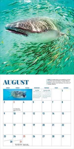 Produktbild: Shark Mini Wall Calendar 2026