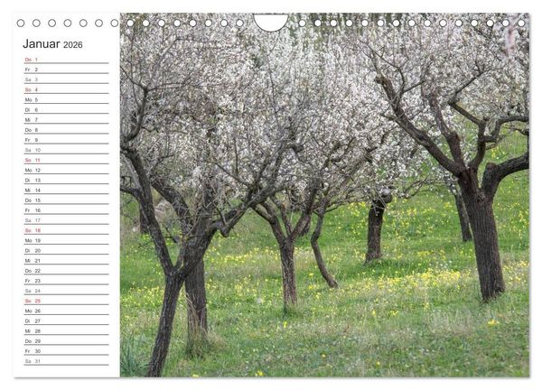 Produktbild: Emotionale Momente: Mandeln (Wandkalender 2026 DIN A4 quer), CALVENDO Monatskalender