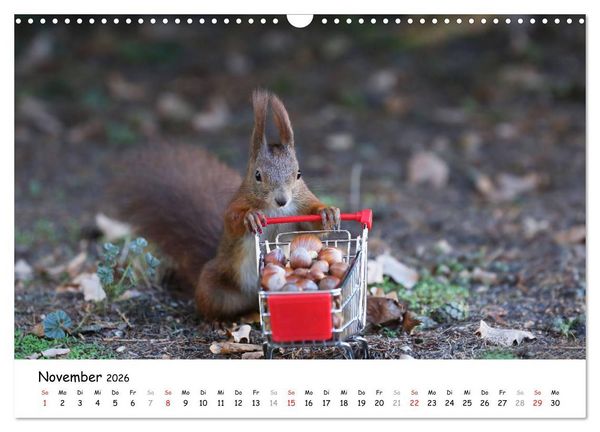 Produktbild: Unsere Eichh&ouml;rnchen in Bayern (Wandkalender 2026 DIN A3 quer), CALVENDO Monatskalender