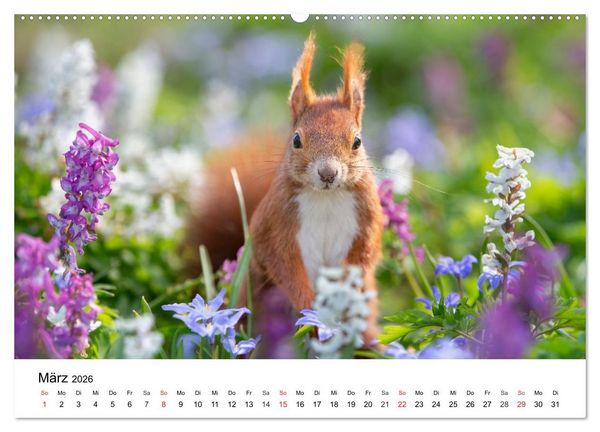 Produktbild: Eichh&ouml;rnchen - Kleine Kobolde im Roten Pelz (hochwertiger Premium Wandkalender 2026 DIN A2 quer), Kunstdruck in Hochglanz