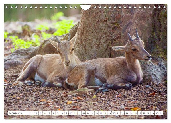 Produktbild: Steinb&ouml;cke - imposante Tiere (Wandkalender 2026 DIN A4 quer), CALVENDO Monatskalender