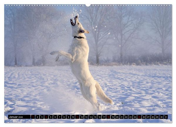 Produktbild: Berger Blanc Suisse - Weggef&auml;hrten auf 4 Pfoten (hochwertiger Premium Wandkalender 2026 DIN A2 quer), Kunstdruck in Hochglanz