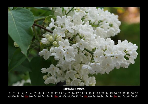 Produktbild: Blumentr&auml;ume 2025 Fotokalender DIN A3