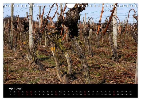 Produktbild: Das Jahr im Weinberg (Wandkalender 2026 DIN A4 quer), CALVENDO Monatskalender