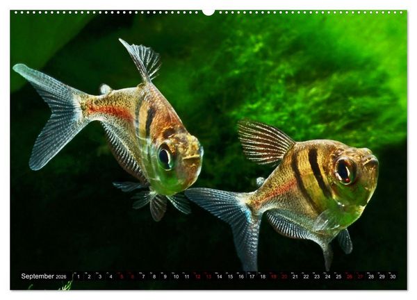 Produktbild: Beliebte Fische der Welt (Wandkalender 2026 DIN A2 quer), CALVENDO Monatskalender