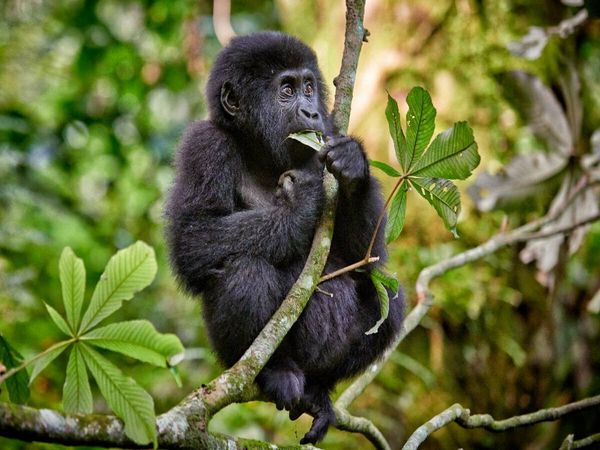 Produktbild: CALVENDO Puzzle s&uuml;sser kleiner Berggorilla, Gorilla beringei beringei, Bwindi Impenetrable Nationalpark, Uganda, Afrika | 1000 Teile Lege-Gr&ouml;&szlig;e 64x48cm Foto-Puzzle f&uuml;r gl&uuml;ckliche Stunden