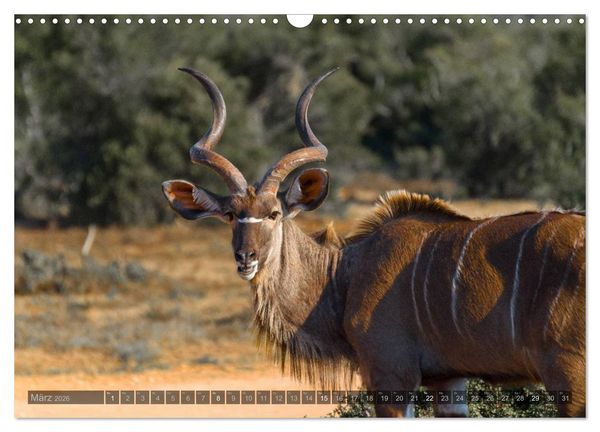 Produktbild: S&uuml;dafrika - Die Tierwelt (Wandkalender 2026 DIN A3 quer), CALVENDO Monatskalender