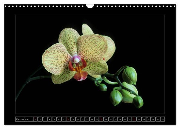 Produktbild: Orchideen 2026 (Wandkalender 2026 DIN A3 quer), CALVENDO Monatskalender