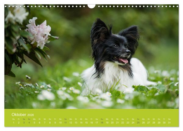 Produktbild: Traumschnauzen (Wandkalender 2026 DIN A3 quer), CALVENDO Monatskalender