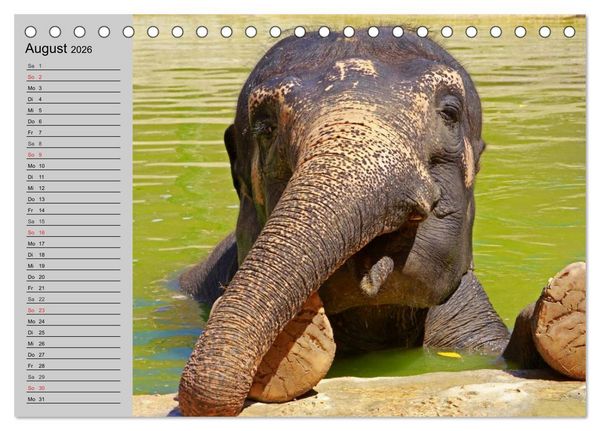 Produktbild: Elefanten. Spa&szlig; am Wasser (Tischkalender 2026 DIN A5 quer), CALVENDO Monatskalender