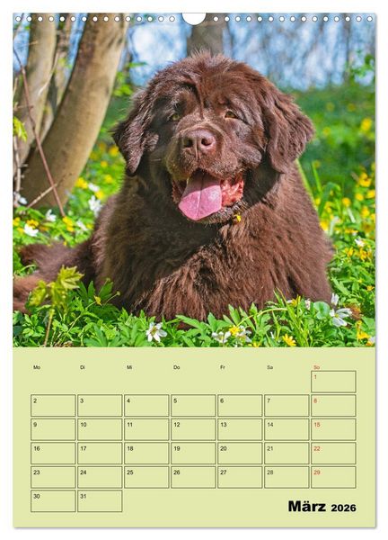 Produktbild: B&auml;rige Freunde - Familienplaner Brauner Neufundl&auml;nder (Wandkalender 2026 DIN A3 hoch), CALVENDO Monatskalender