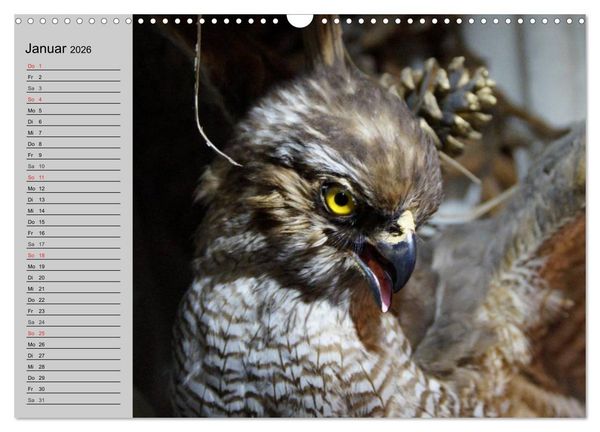 Produktbild: Adler und Greife. K&ouml;nige des Himmels (Wandkalender 2026 DIN A3 quer), CALVENDO Monatskalender