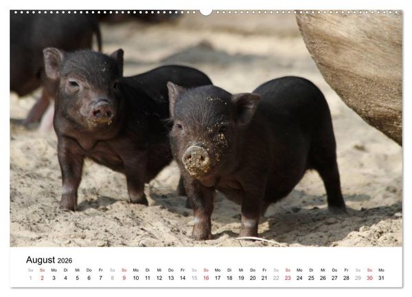Produktbild: Schwein gehabt! (hochwertiger Premium Wandkalender 2026 DIN A2 quer), Kunstdruck in Hochglanz