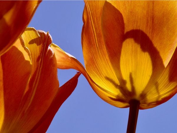Produktbild: CALVENDO Puzzle Tulipa Cairo | 1000 Teile Lege-Gr&ouml;&szlig;e 64x48cm Foto-Puzzle f&uuml;r gl&uuml;ckliche Stunden