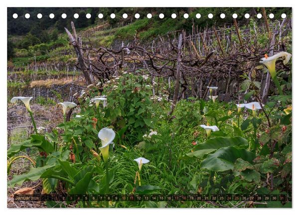 Produktbild: Madeira, Insel zwischen Himmel und Meer (Tischkalender 2026 DIN A5 quer), CALVENDO Monatskalender