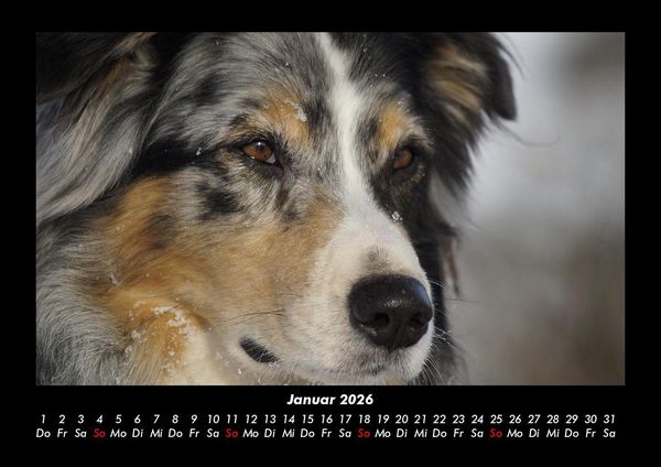 Produktbild: Der Hundekalender 2026 Fotokalender DIN A3