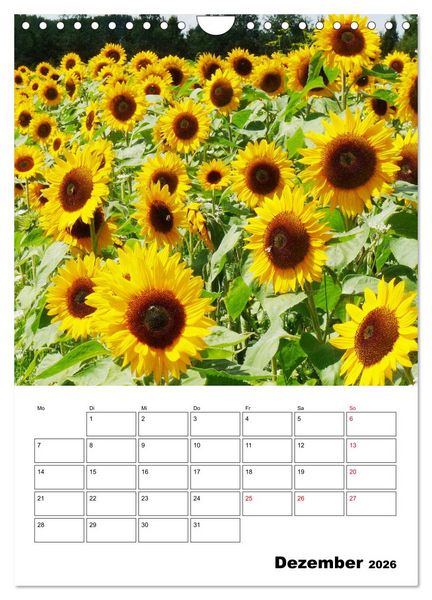 Produktbild: Leuchtende Sonnenblumen (Wandkalender 2026 DIN A4 hoch), CALVENDO Monatskalender
