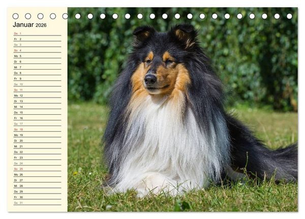 Produktbild: Collie - Mein bester Freund (Tischkalender 2026 DIN A5 quer), CALVENDO Monatskalender