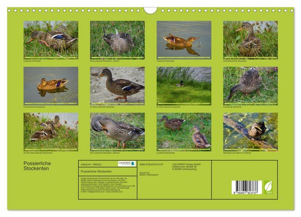 Produktbild: Possierliche Stockenten (Wandkalender 2026 DIN A3 quer), CALVENDO Monatskalender