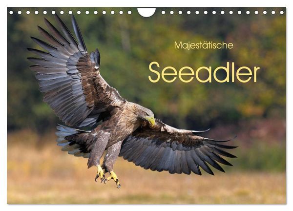 Produktbild: Majest&auml;tische Seeadler (Wandkalender 2026 DIN A4 quer), CALVENDO Monatskalender