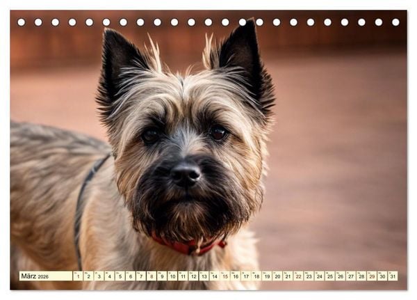 Produktbild: Cairn Terrier - lustiges Raubein aus Schottland (Tischkalender 2026 DIN A5 quer), CALVENDO Monatskalender