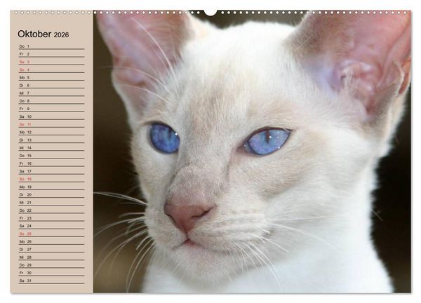 Produktbild: Siamkatzen - Kleiner Frechdachs mit Familie (hochwertiger Premium Wandkalender 2026 DIN A2 quer), Kunstdruck in Hochglanz