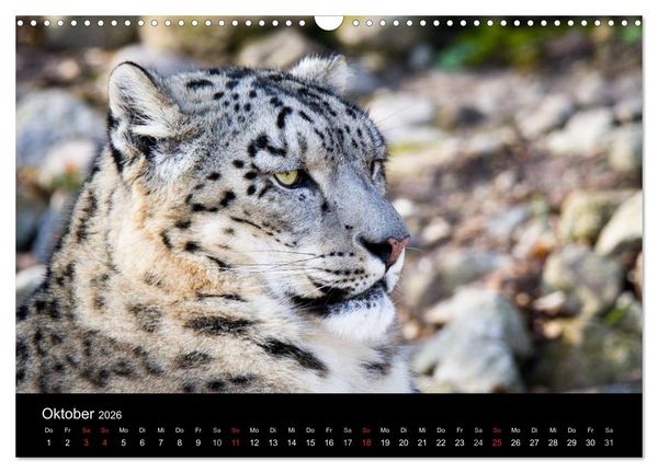Produktbild: Schneeleoparden (Wandkalender 2026 DIN A3 quer), CALVENDO Monatskalender