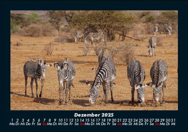 Produktbild: Zebrazauber 2025 Fotokalender DIN A5