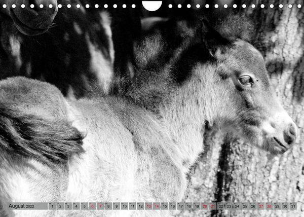 Produktbild: Die letzten Wildpferde Exmoor Ponys (Wandkalender 2022 DIN A4 quer)