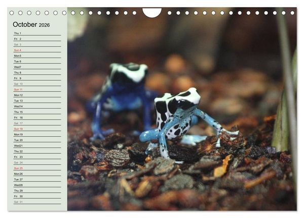 Produktbild: Poison dart frogs / UK-Version / Birthday Calendar (Wall Calendar 2026 DIN A4 landscape), CALVENDO 12 Month Wall Calendar