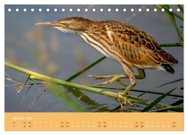 Produktbild: Augen auf - versteckte Tierwelt (Tischkalender 2026 DIN A5 quer), CALVENDO Monatskalender
