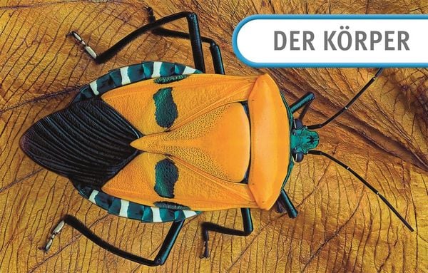 Produktbild: Unsere Welt in 1000 Bildern. Insekten